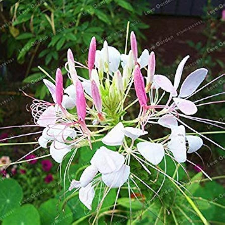 Cleome Spinosa flower seeds for garden planting