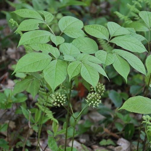 Green Sarsaparilla