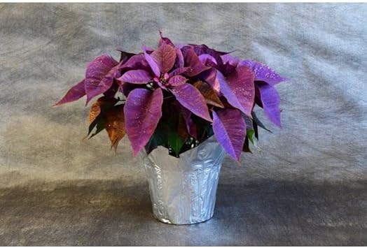 Heirloom Non-GMO Purple Poinsettia Flower Seeds for Planting – Rare Festive Blooming Flower Seeds