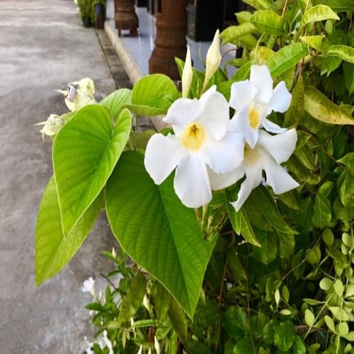 White Thunbergia Flower - Heirloom, Non - Gmo Seeds
