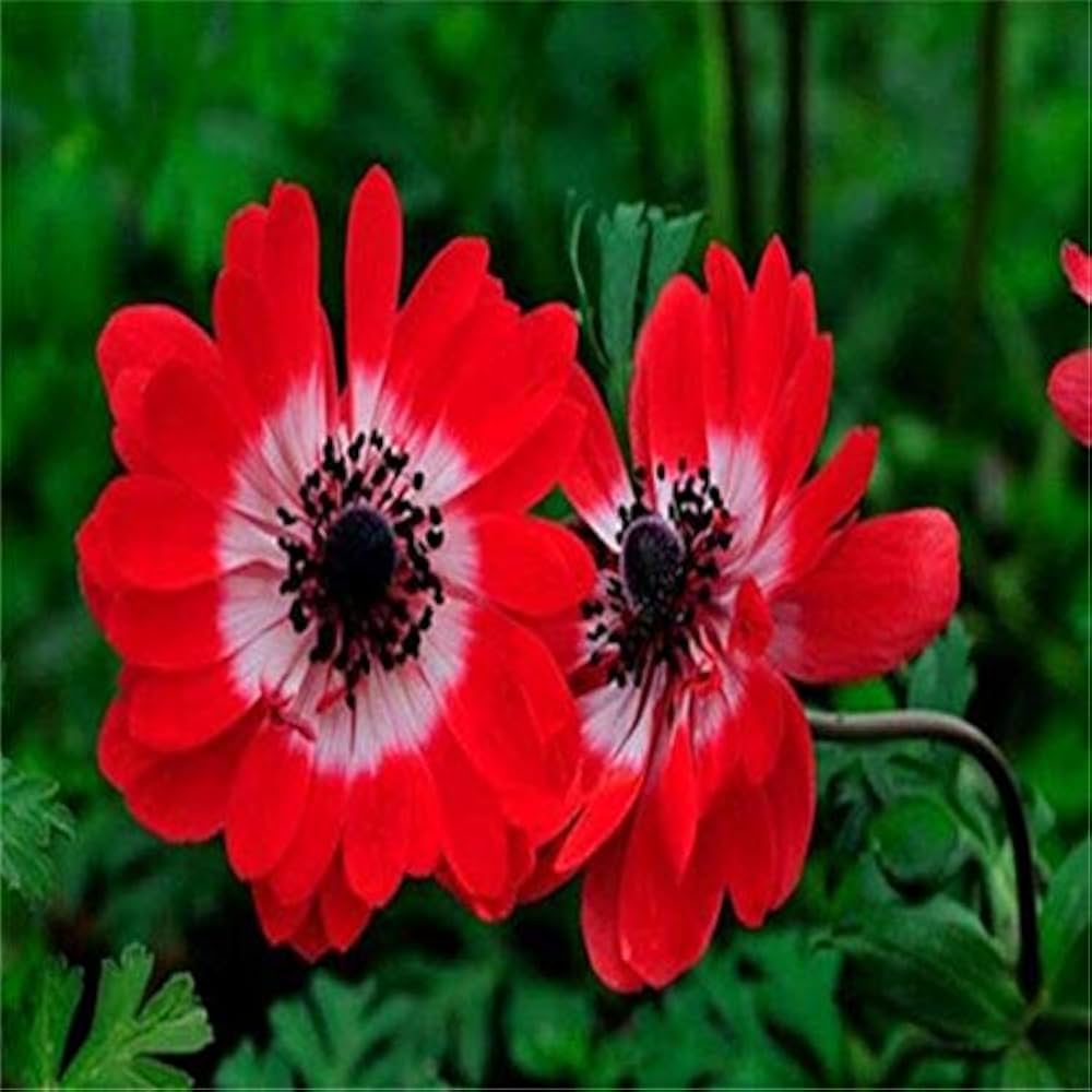 Anemone Flower Seeds for Planting