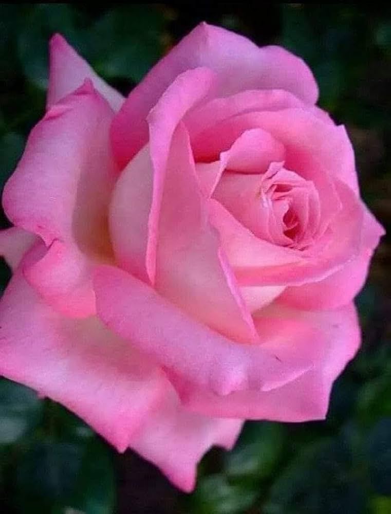 Claire Elizabeth Rose Seeds for Planting Rosa Claire Elizabeth for romantic borders and beds