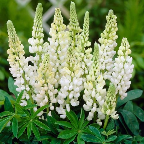 White Lupine Flower - Heirloom, Non - Gmo Seeds