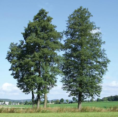 Green Alder Tree - Heirloom, Non - Gmo Seeds