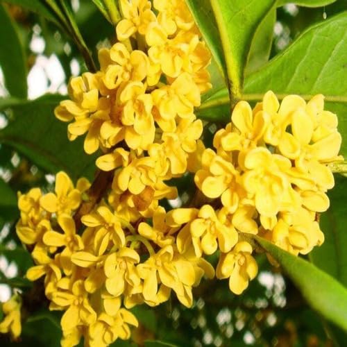 Osmanthus Flower Yellow - Heirloom, Non - Gmo Seeds