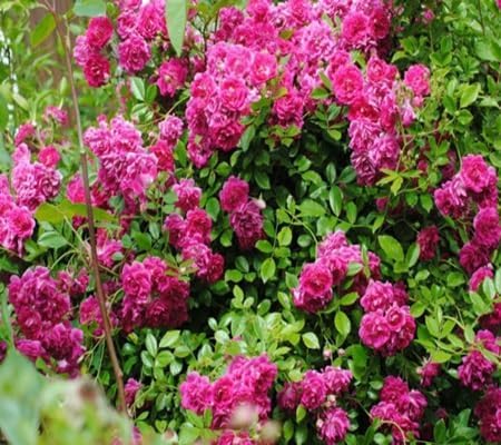 Climbing Rose Flower - Heirloom, Non - Gmo Seeds