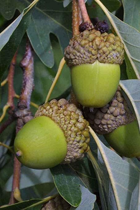 White Oak Tree Seeds for Planting – Heirloom, Non-GMO Shade Tree Seeds ...