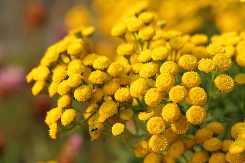 Tansy Solnechnyy Shar Seeds – Golden Button Blooms for flowers Gardens