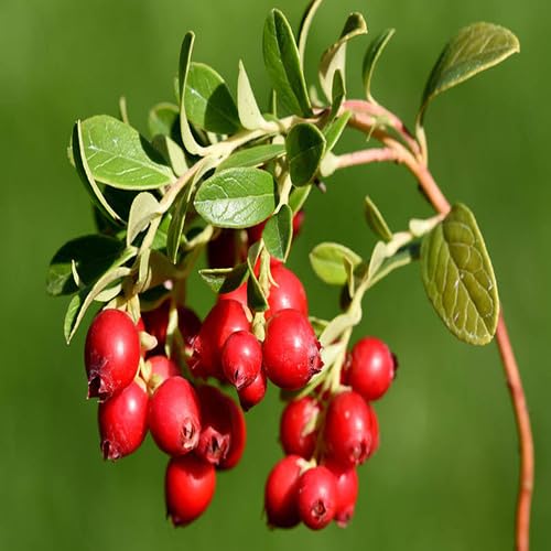 Red Perennial Cranberry Fruit
