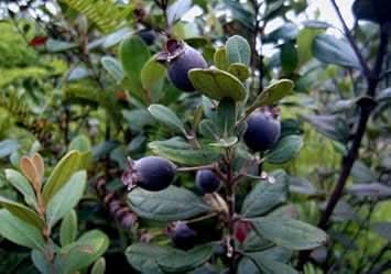 New Fresh Black Myrtle Fruit Seeds - Grow Tart and Sweet Myrtle Fruits in Your Garden