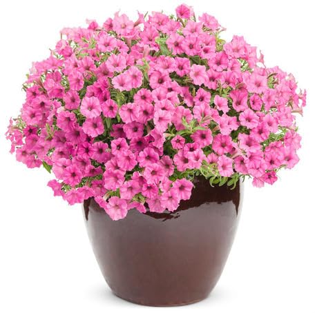 Pink Petunia Flower - Heirloom, Non - Gmo Seeds
