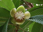 Dillenia (Dillenia scientific name) for planting in garden