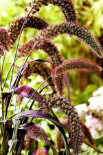 Foxtail Millet Red Jewel Ornamental plant seeds- NON GMO Seeds Dhara Seeds