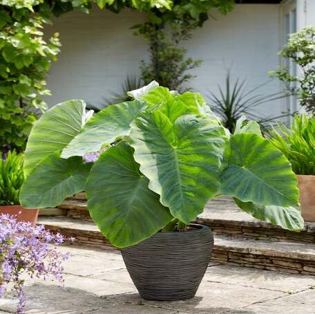 Green Colocasia