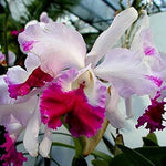 Pink Cattleya Flower Seeds for Planting - 100 seeds for planting in home garden