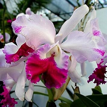 Pink Cattleya Flower Seeds for Planting - 100 seeds for planting in home garden
