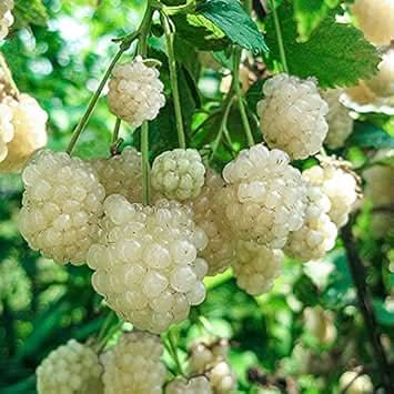 New Fresh BlackBerry Fruit Seeds White - Unique White Blackberries for Your Garden