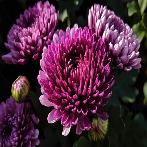 Purple Chrysanthemum Flower - Heirloom, Non - Gmo Seeds