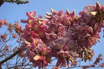 Pale Pink Gliricidia Sepium Flower Seeds for Planting - NON GMO Seeds Dhara Seeds