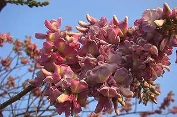 Pale Pink Gliricidia Sepium Flower Seeds for Planting - NON GMO Seeds Dhara Seeds