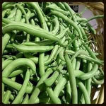 Green Bean Phaseolus vulgaris seeds for garden planting