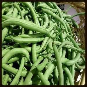 Green Bean Phaseolus vulgaris seeds for garden planting