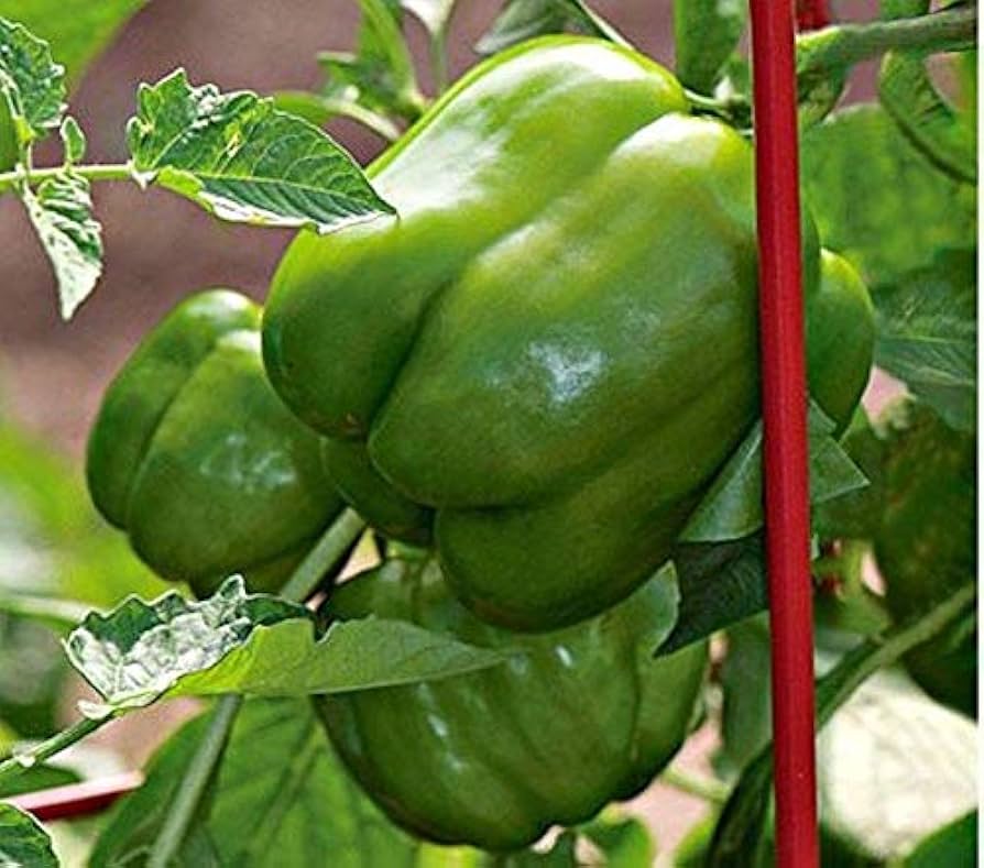 Sweet Bell Hot Pepper Seeds for Planting in Home Garden and Vegetable Patch