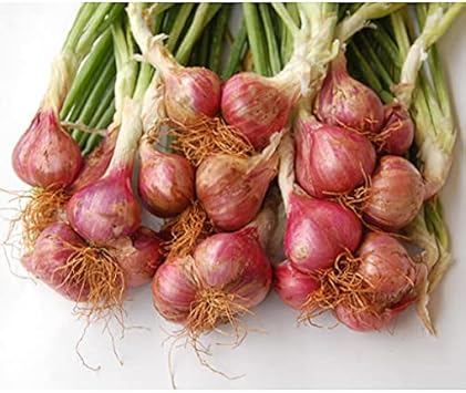 Organic Shalot Heirloom Non Gmo Image