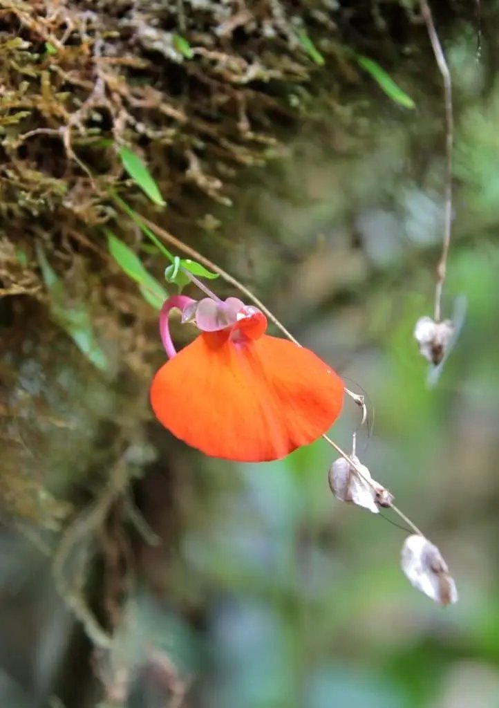 Orange Utricularia Flower Seeds for Planting - NON GMO Seeds Dhara Seeds