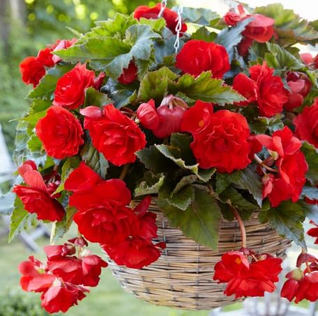 Red Begonia Flower - Heirloom, Non - Gmo Seeds
