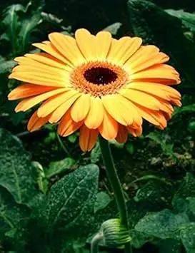 Orange Gerbera Jamesonii Flower Planting Seeds for Garden NON GMO Seeds for planting in home garden