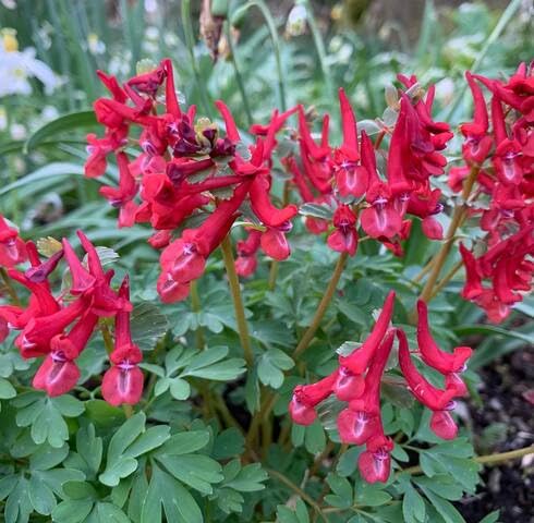 Red Corydalis Flower