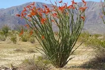 Ocotillo Fouquieria Splendens Plant Seeds for Planting - NON GMO Seeds Dhara Seeds