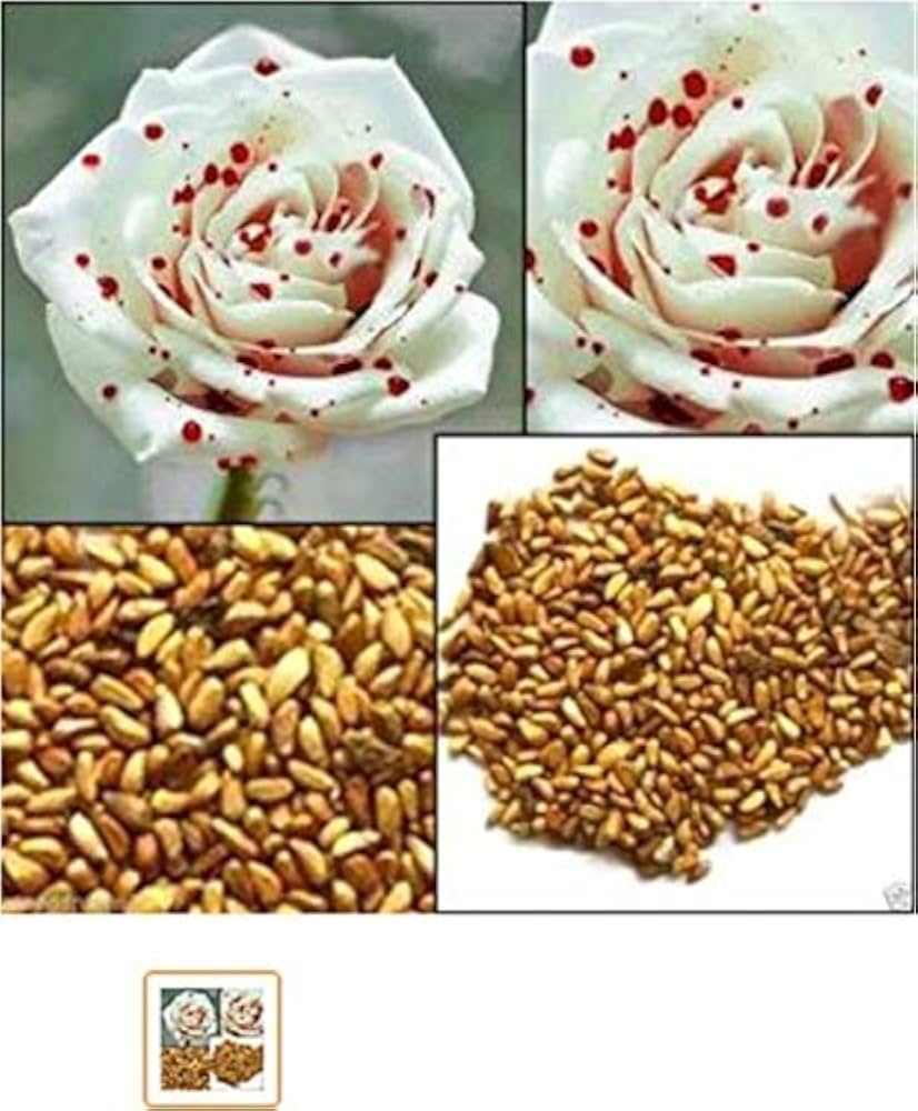 Rose Rosa hybrida White Blood Flowering Seeds For Planting in home garden or vertical trellis space