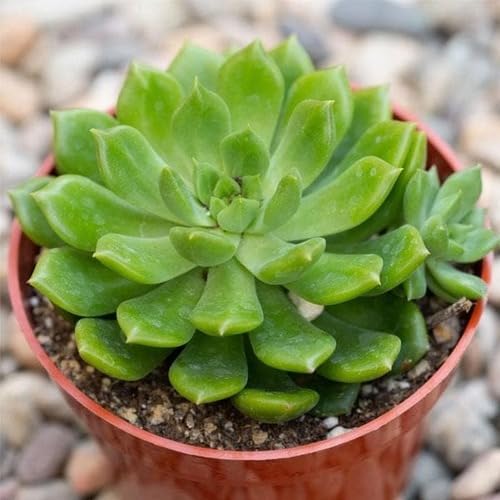 Giant Succulent Green