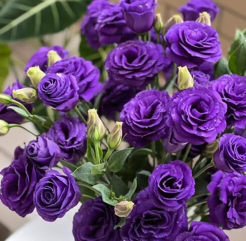 Purple Eustoma Flower - Heirloom, Non - Gmo Seeds