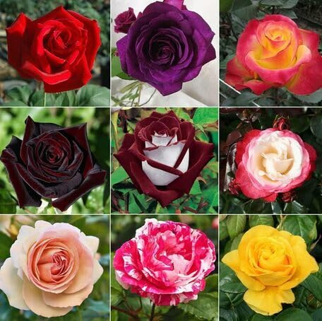 Mixed Rose Flower - Heirloom, Non - Gmo Seeds