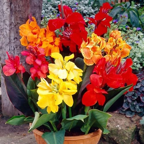 Mixed Canna Lily Flower - Heirloom, Non - Gmo Seeds