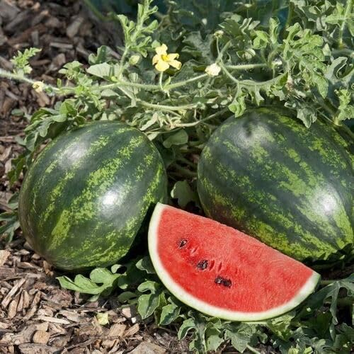 Green Watermelon Fruit - Heirloom, Non - Gmo Seeds