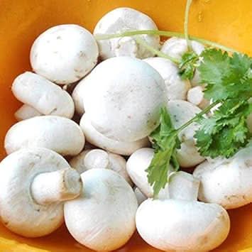 White Mushroom Seeds for Planting - 100 pcs