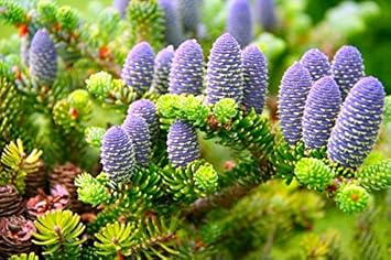 Abies Koreana Purple Plant Seeds for Planting – Organic, Heirloom, Non-GMO Seeds