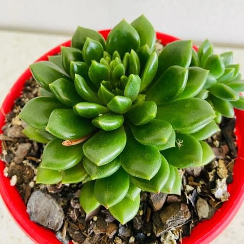 Giant Succulent Green - Heirloom, Non - Gmo Seeds