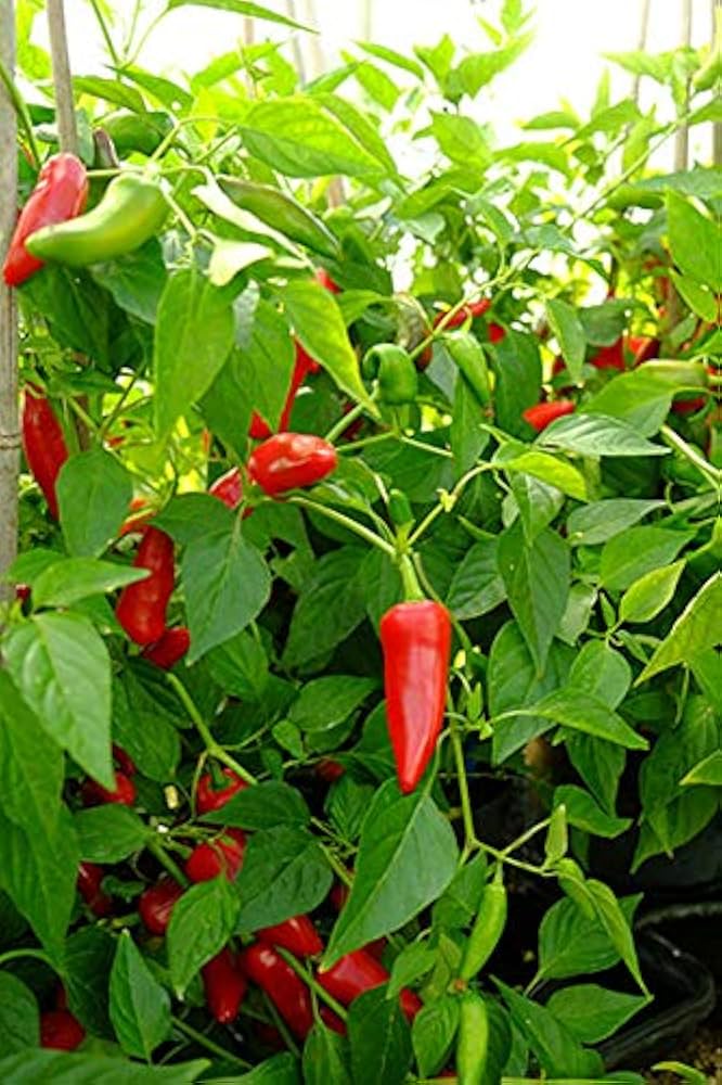 Paprika Capsicum Pubescens Birgits Locoto Vegetable Seeds for Planting – Perfect for Spicy Kitchen Garden