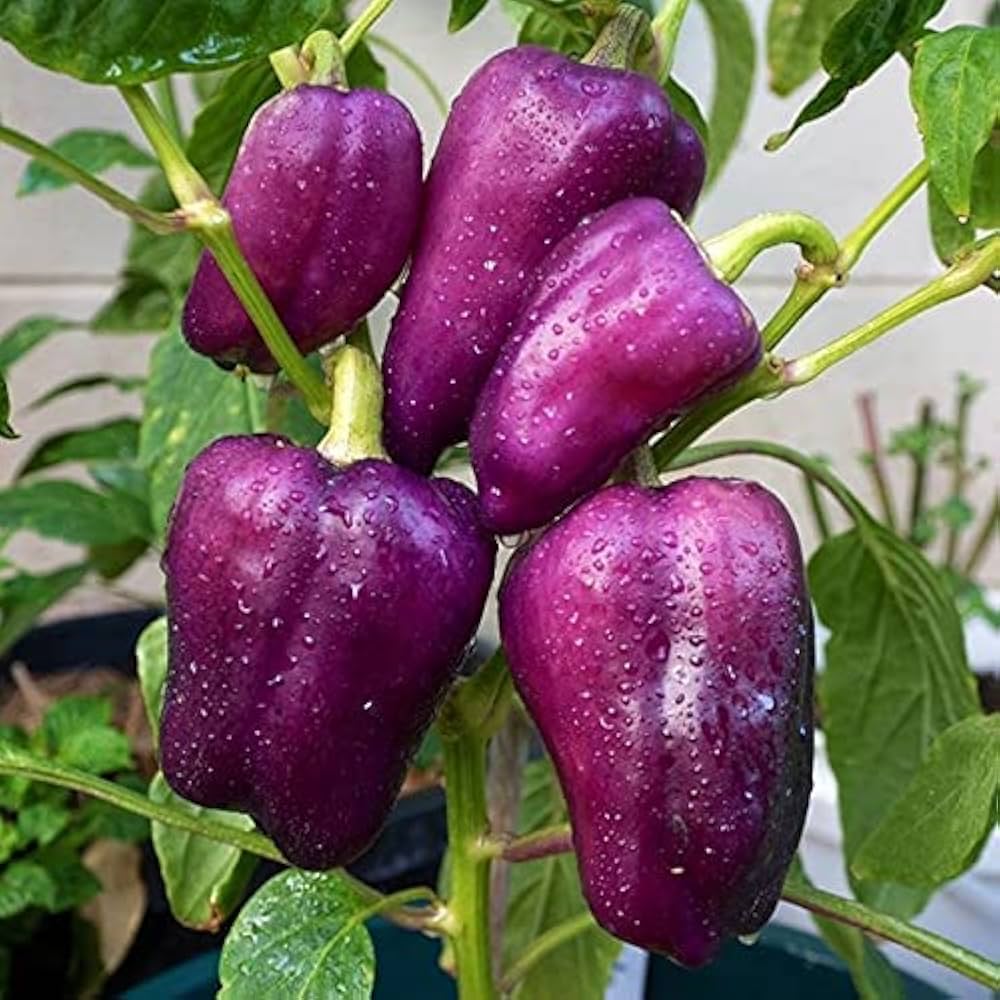Pepper Vegetable Seeds Burgundy for Planting