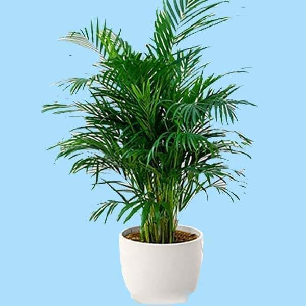 Rare Blue Cycas Sago Palm Seeds Pcs for Home Garden
