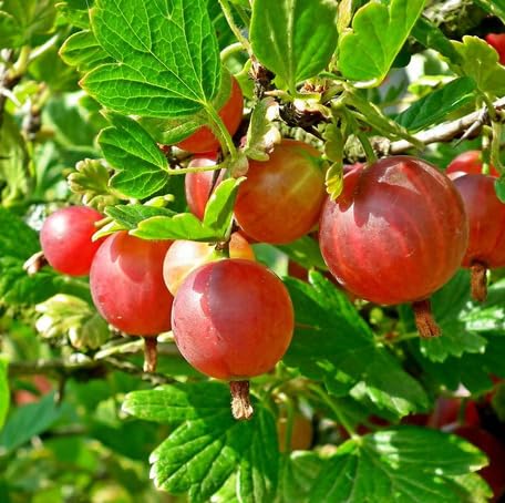 Red Gooseberry Fruit - Heirloom, Non - Gmo Seeds