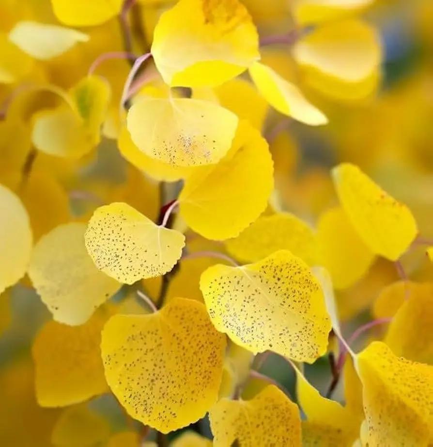 Populus tremuloides (Quaking Aspen) Seeds for Planting – Heirloom, Non-GMO Seeds Dhara Seeds