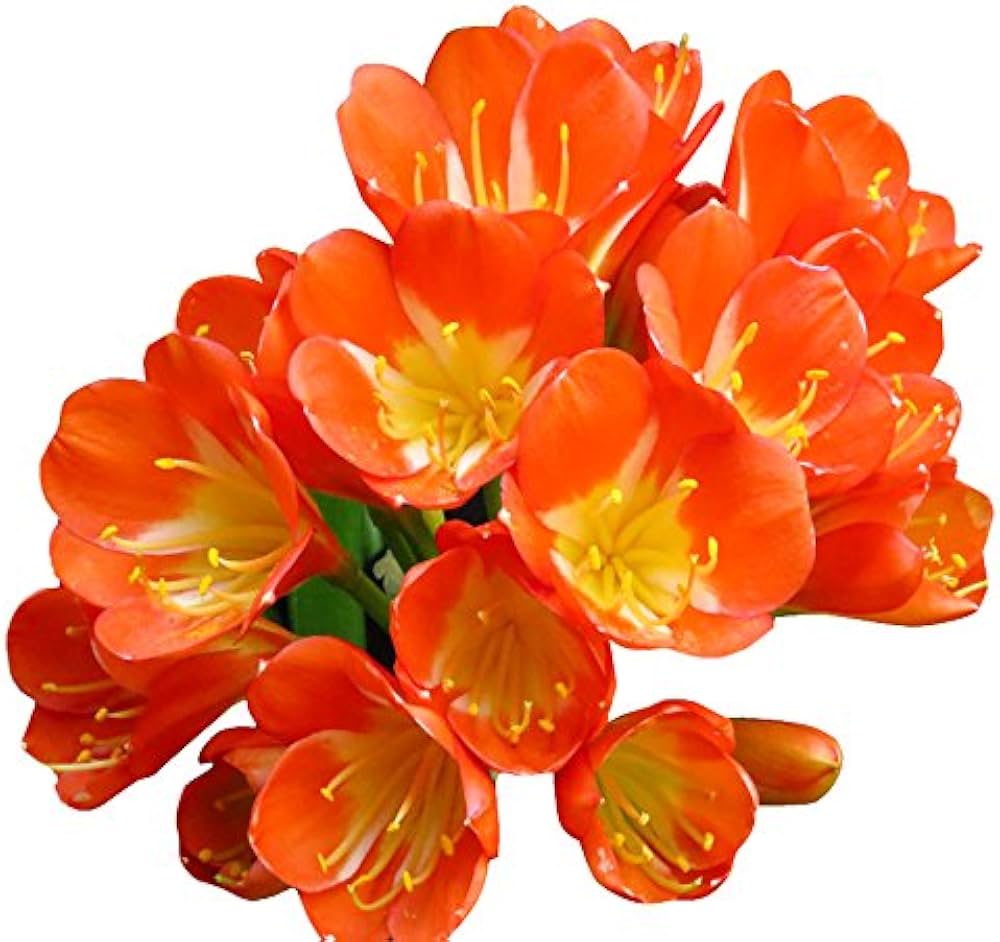 Clivia miniata Flowering Seeds For Planting in indoor pots or low-light garden areas