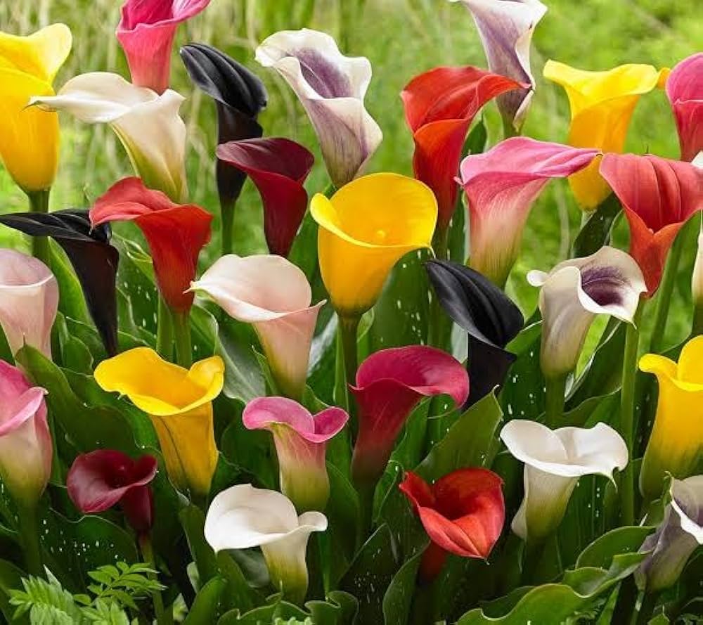 Calla Lily Bulbs - Hot Mix