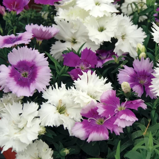 Diana Lavendina Dianthus Seeds Fragrant Lavender-Pink Dianthus Blend High Germination Garden Seeds heirloom non-gmo seeds